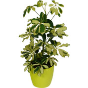 Schefflera Dalton + Cachep Verde Limo